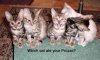 drugcats3.jpg