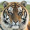tiger.jpg