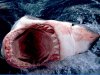 jaws.jpg