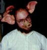 pig.jpg