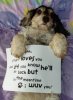 dog.jpg